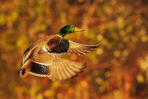 USA-Washington State Nisqually National Wildlife Refuge-mallard drake flying Art Print